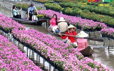 DongThapToplist nâng cao trải nghiệm tìm kiếm thông tin địa phương Đồng Tháp