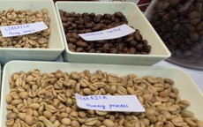 Giá cà phê hôm nay 7-3: Tăng tiếp, một loại cà phê đang được yêu thích vào vụ