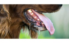 Một người ở Tây Ninh tử vong sau 2 lần bị chó nhà cắn và cào vào tay