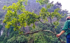 Mật phục bắt xe máy chở 6 cây muội hồng từ trên núi xuống