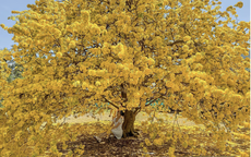 Vụ tịch thu 42 cây mai vàng "không giấy tờ": Người trồng mai ở miền Tây lo ngại