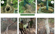 Vụ tịch thu 42 gốc mai ở Côn Đảo: Kiểm lâm trả lại 21 gốc cây