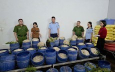 Bắt 2 chủ cơ sở sản xuất giá đỗ bằng chất cấm  nguy cơ gây ung thư