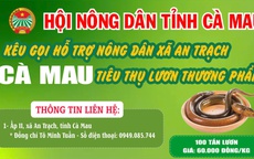 Cà Mau kêu gọi "giải cứu" lươn với giá 60.000 đồng/kg