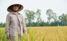 Công an vào cuộc vụ ruộng lúa ở Đồng Tháp nghi bị phá hoại 2 lần