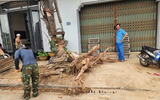 Lý do hàng chục cây xanh vỉa hè ở Huế bị chặt hạ, bới gốc