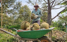 Sầu riêng lại rớt giá