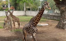 Ngày mai (30-4) Thảo Em “lên xe hoa” tại Thảo Cầm Viên