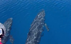 Đàn cá voi cả trăm con tung mình giữa biển Phú Quý