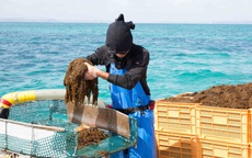 Giải pháp chăm sóc sức khỏe tự nhiên được nhiều người tin chọn