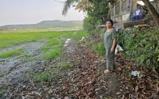 Ruộng đồng bỏ hoang vì nhiễm mặn