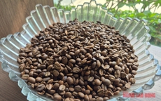 Giá cà phê hôm nay 8-4: Cả hai sàn đỏ lửa, Robusta xuống đáy 8 tháng