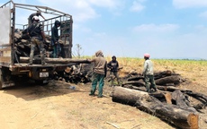 Phát hiện nhiều điểm tập kết gỗ không rõ nguồn gốc ở Gia Lai