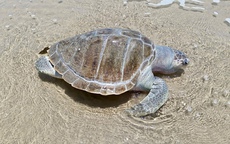Rùa biển chết trôi dạt vào khu vực Bãi Sau, Vũng Tàu