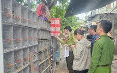 Tạm giữ gần 1.000 cá thể chim hoang dã tại 3 cửa hàng chim cảnh