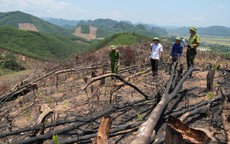 Phá rừng giữa vùng đệm Phong Nha - Kẻ Bàng
