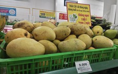 Xoài rẻ hiếm có, nhà máy mua trữ đến tháng 10