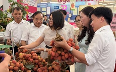 Saigon Co.op đưa 300 tấn vải Thanh Hà vào hệ thống phân phối toàn quốc