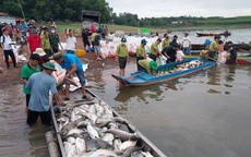 Hơn 200 tấn cá chết ở hồ Trị An: Vẫn đang tìm nguyên nhân, hỗ trợ di chuyển các lồng bè