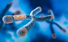 Một lỗi DNA có thể biến chuột cái thành đực: Hy vọng cho con người