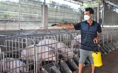 Lá chắn sinh học bảo vệ đàn heo trước dịch bệnh