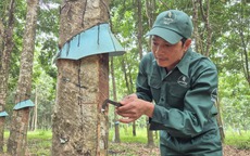 Thu nhập cao từ nghề cao su