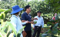 Cây bưởi da xanh ở Sông Xoài 