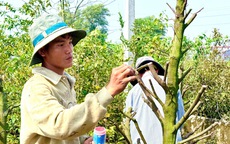 Bất ngờ về “nền móng” của thủ phủ mai vàng nổi tiếng ở TPHCM 