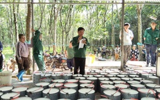 Từ vườn cao su đến bằng khen của Thủ tướng