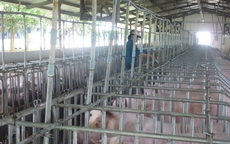 Giá heo hơi hôm nay, 25-6: Khu vực phía Nam giảm mạnh