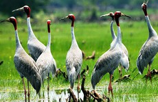 Sếu đầu đỏ vắng bóng