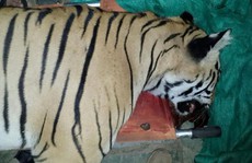 Ấn Độ: Bắn chết hổ ăn thịt 7 người