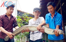 Ngư dân bắt được cá chình 11 kg