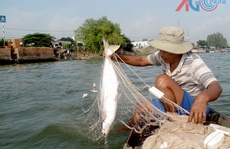 Ngư dân đánh lưới được nhiều cá bông lau to