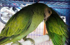 Đại gia Sài Gòn chi trăm triệu để “săn” chim cảnh