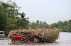 Áp dụng phòng vệ thương mại với mía đường