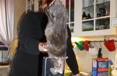 Bắt được “chuột quái vật” dài 40 cm