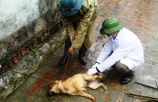 Bùng phát dịch chó dại ở Thanh Hóa, 10 người thương vong