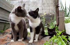 'Thiên đường mèo' ở Nhật Bản