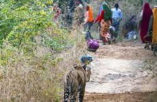 Ấn Độ: Bắn chết hổ cắn chết người