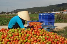 Lại điêu đứng vì cà chua mất giá