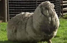 Bắt được cừu bỏ trốn chủ 6 năm, lông dày nửa mét