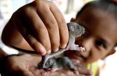 Philippines: Đổi chuột chết lấy tiền