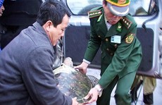 Rùa biển liên tục xuất hiện ở Thừa Thiên - Huế