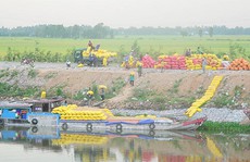 Giá cao nhưng lúa ít