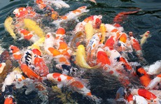 Tỉ phú cá koi
