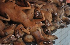 Trung Quốc: Lén tổ chức lễ hội thịt chó sớm để tránh chỉ trích
