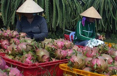 Thanh long Việt Nam được cấp phép xuất khẩu sang New Zealand