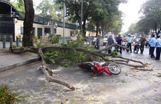 TP HCM: Nhánh cây rơi làm bị thương 2 phụ nữ