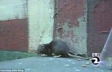 Người thả hàng ngàn con chuột ra đường